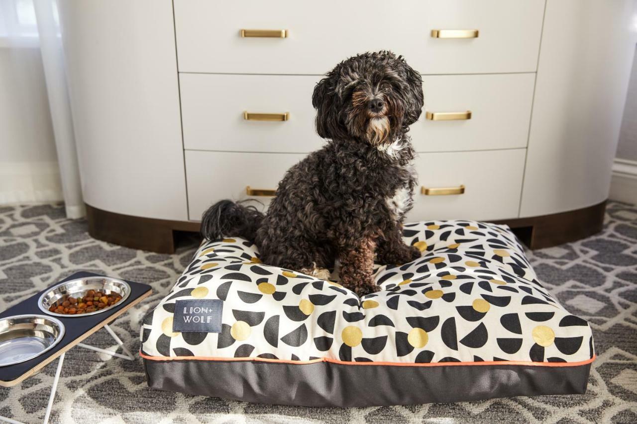 The Whitney Hotel Boston Esterno foto A dog on a dog bed